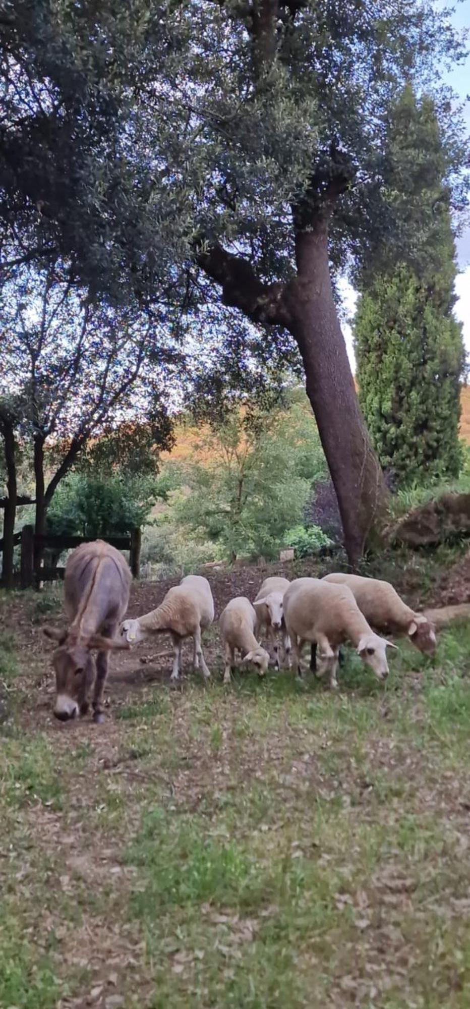 El Raco Dels Mussols 2 Villa Adri Bagian luar foto